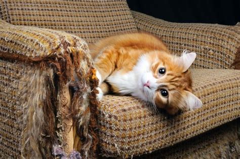 kediler neden halı tırmalar